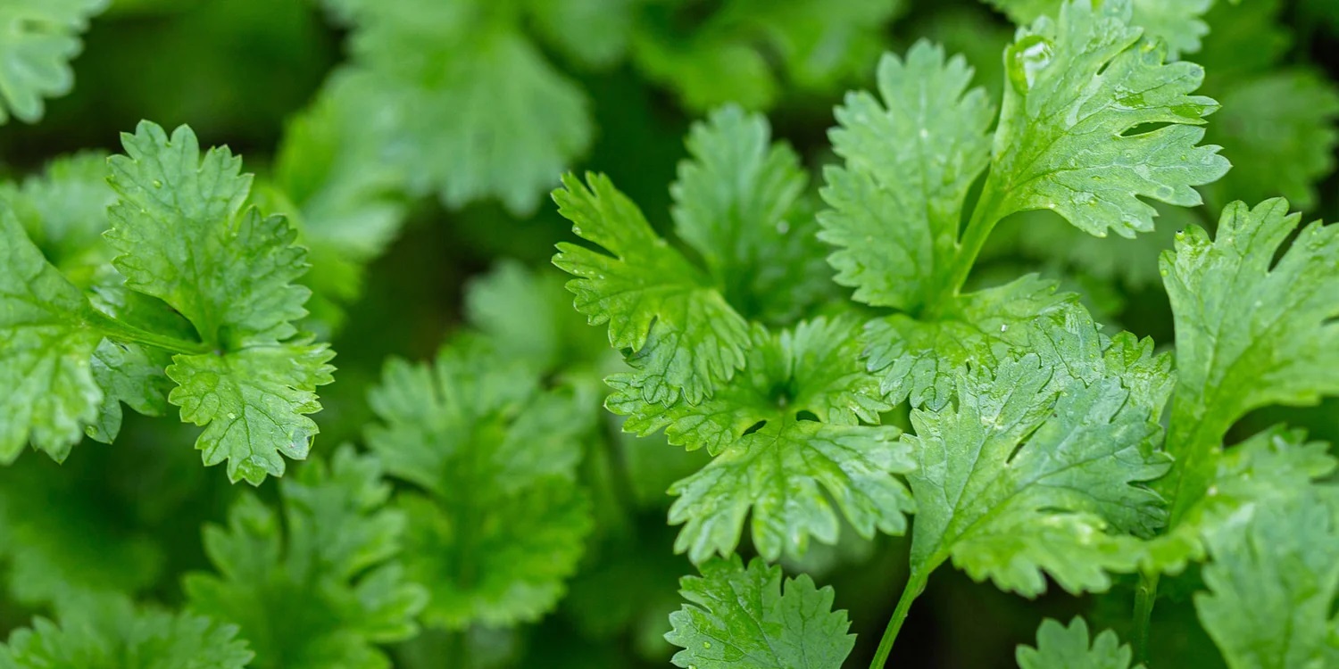 What Are the Real and Made-Up Health Benefits of Cilantro