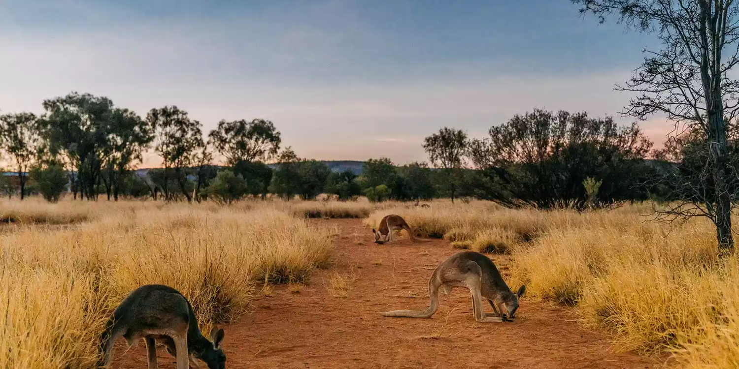 The World’s Only Baby Kangaroo Sanctuary Is in the Heart of Australia