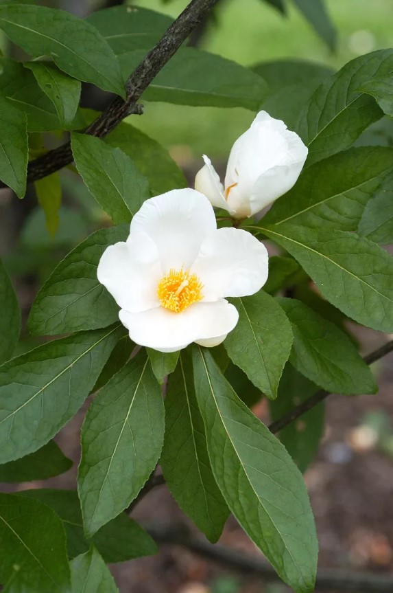 Top 5 White Flowering Trees That Can Beautify Every Landscape