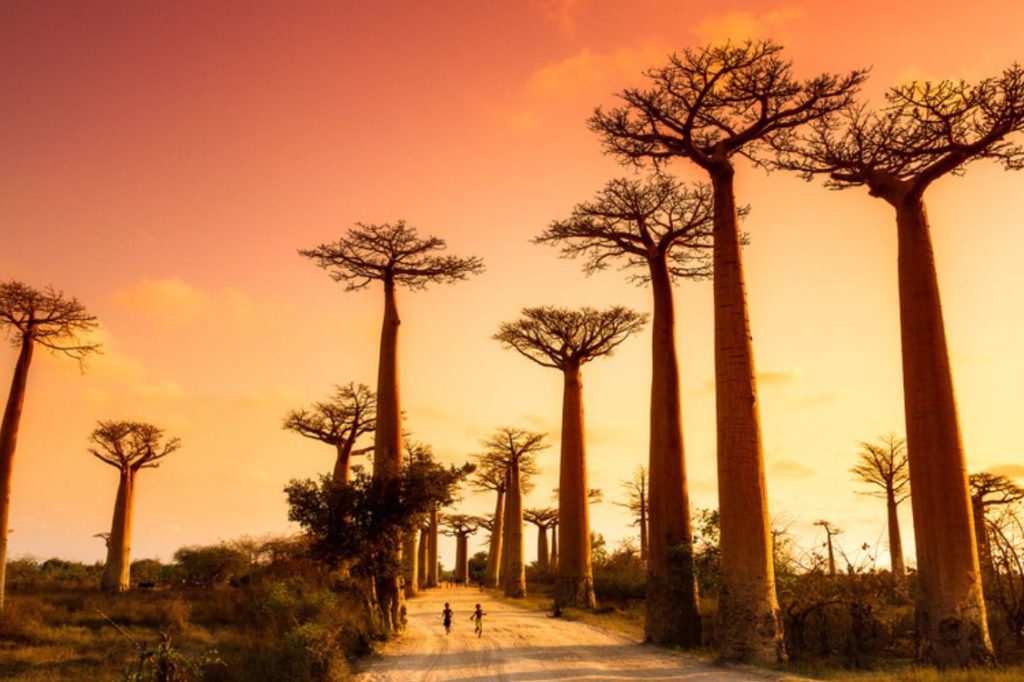 When to Visit Madagascar: The Ideal Season for Your Island Adventure